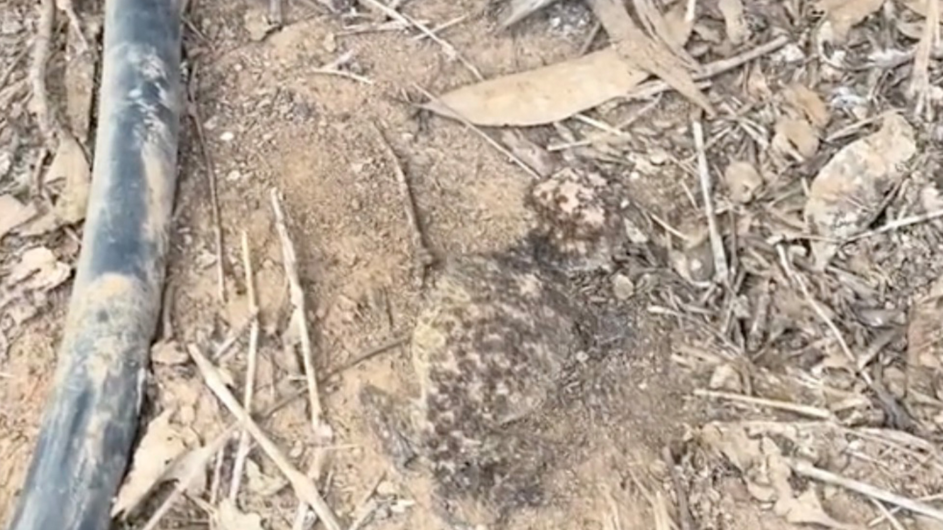 You've got 20/20 vision if you can spot the weird gecko in the Australian bush in under 14 seconds