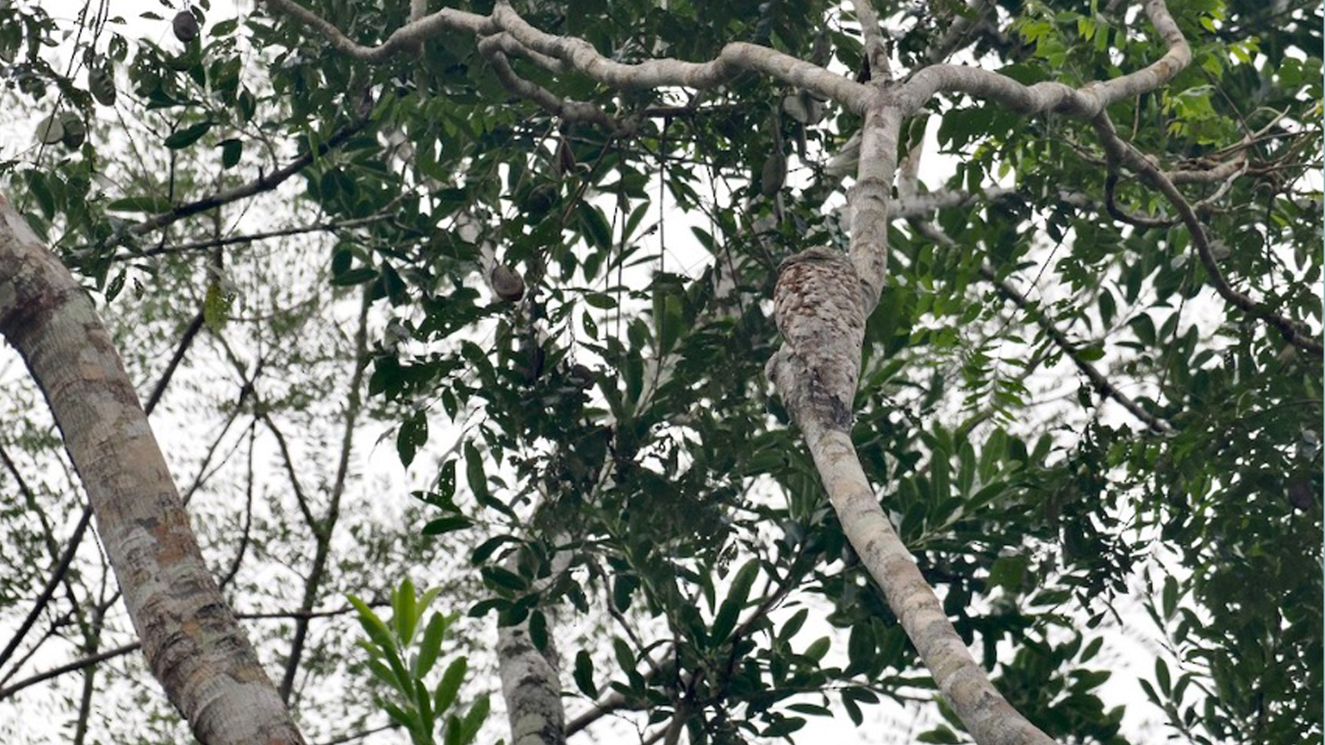 You've got the eyes of a hawk if you can spot the great potoo bird hidden in the trees in under 7 seconds