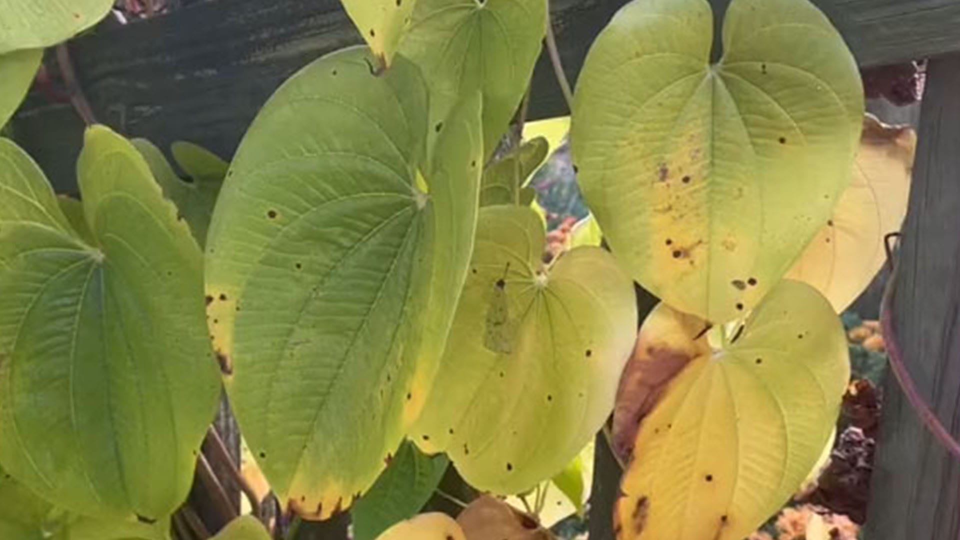 You have 20/20 vision if you can spot the hidden butterfly in five seconds - before the camera zooms in