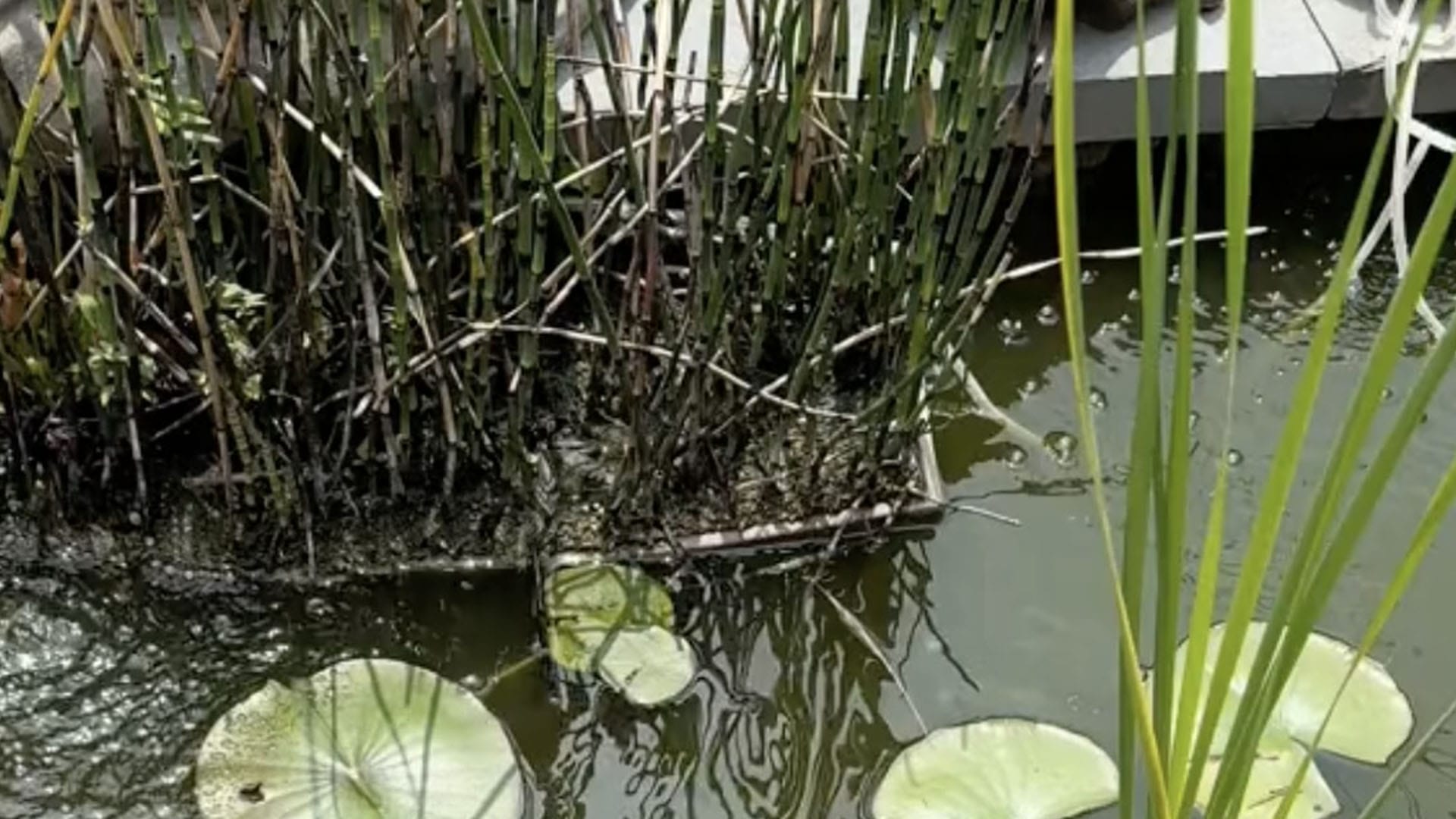 You have 20/20 vision if you can spot the frog hiding in the pond in three seconds - before the camera zooms in