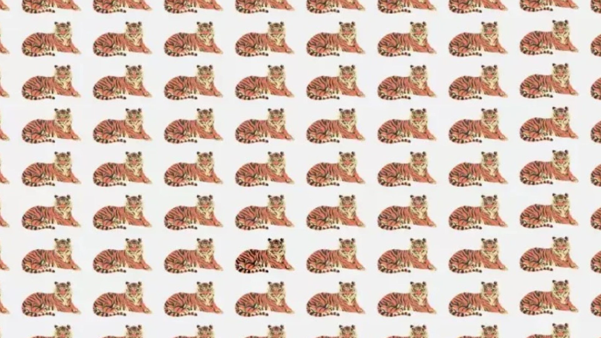 You have 20/20 vision if you can spot the odd one out in this tiger optical illusion