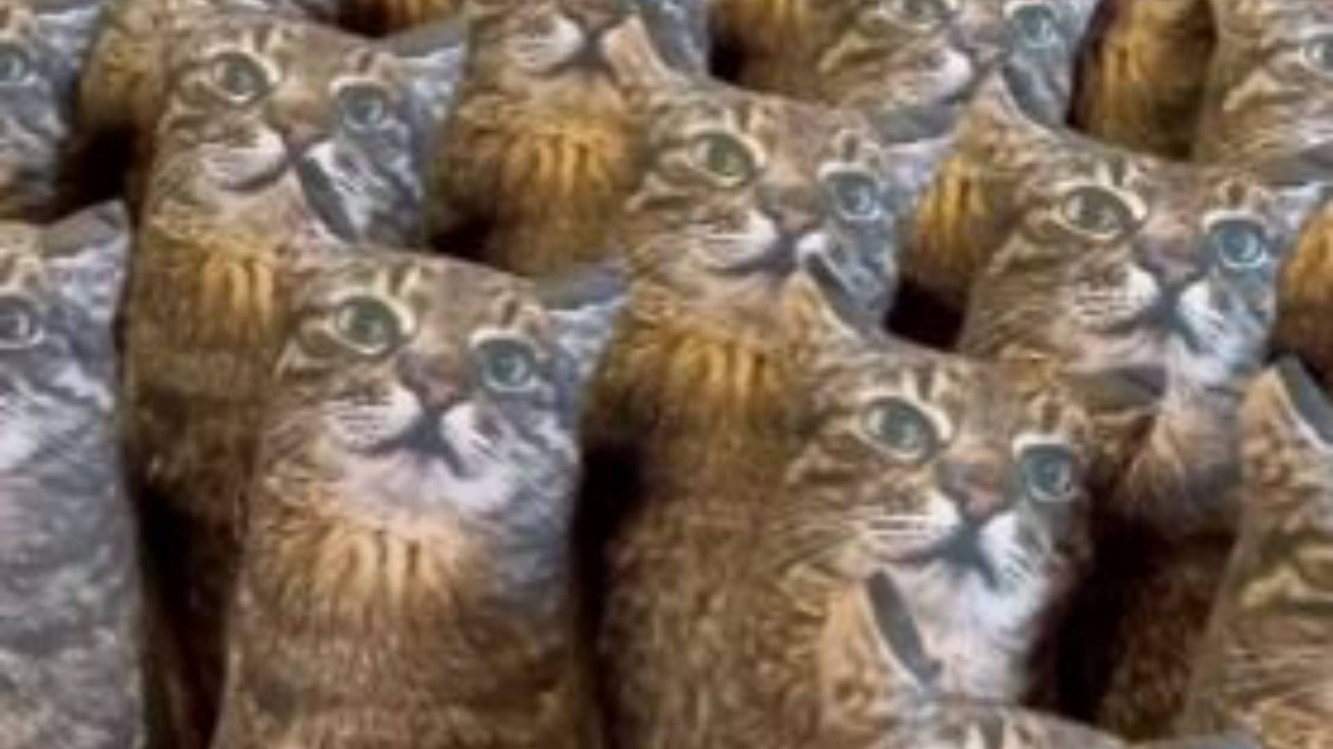 You have 20/20 vision if you can spot the odd cat out in ten seconds as the camera pans across