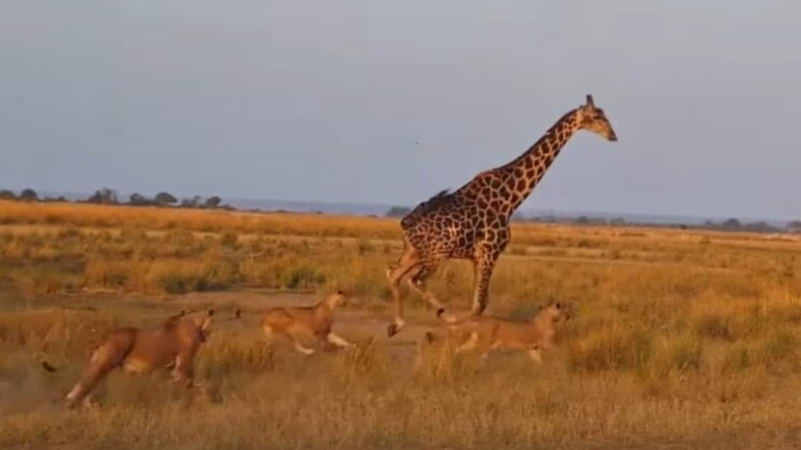 20 lions sneak up on a giraffe drinking water. Watch what it does next