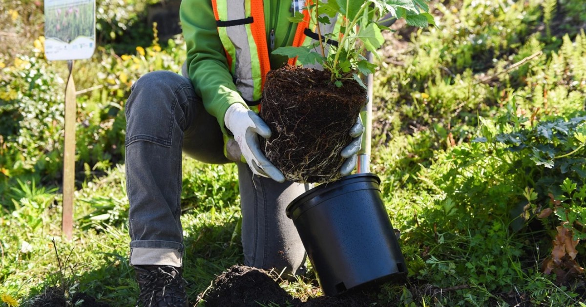 Alexa launches Grow a Tree Skill for Earth Day