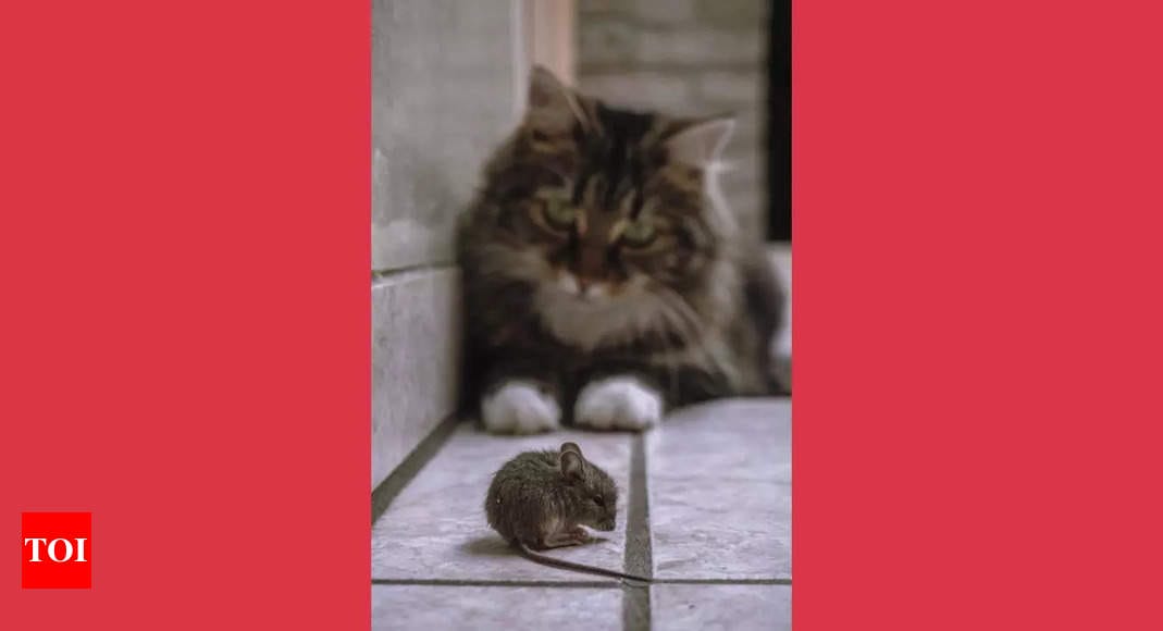 Brain Teaser: How many cats are required to catch these mice? Even the sharpest minds fail to answer correctly |