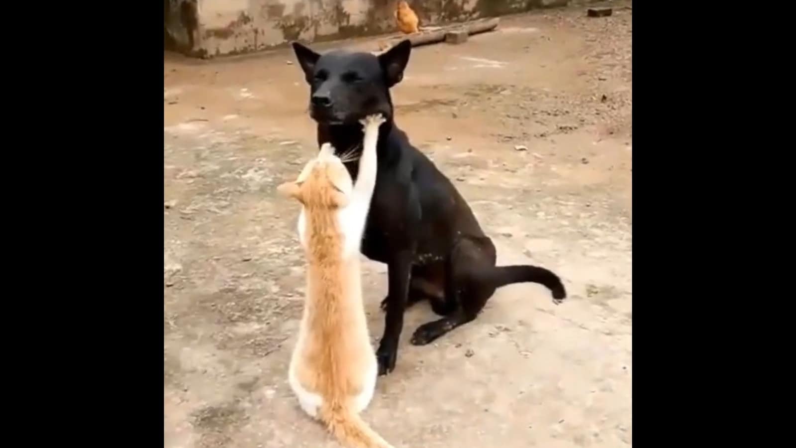 Cat gives dog a massage, viral video will prompt you to book a massage session