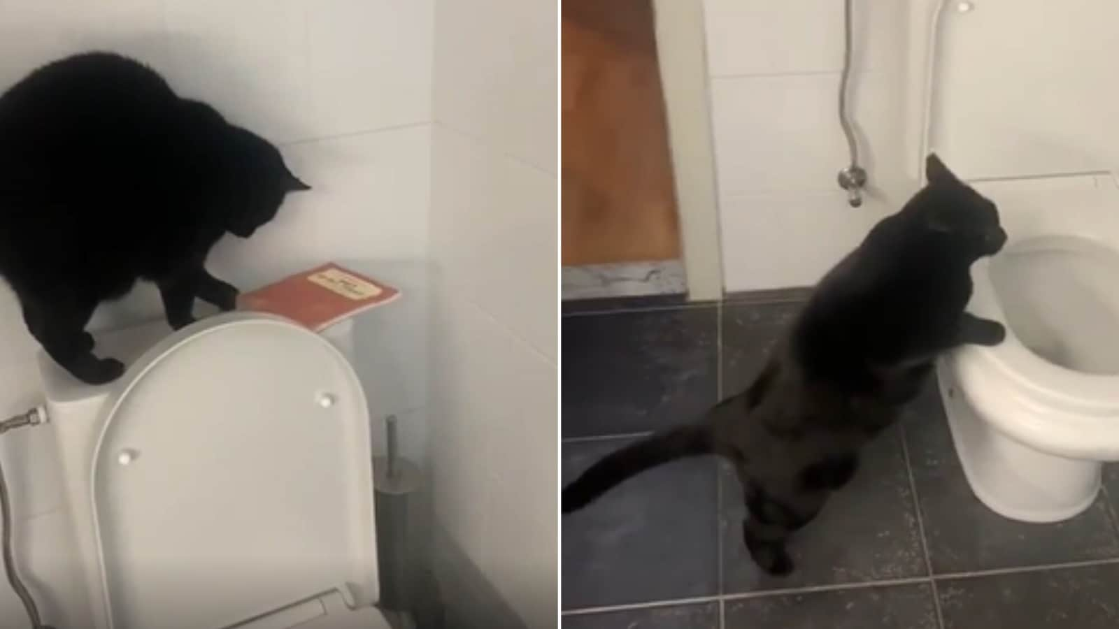 Cat keeps flushing toilet to see ‘swirly’ water, pet parent fails to stop it