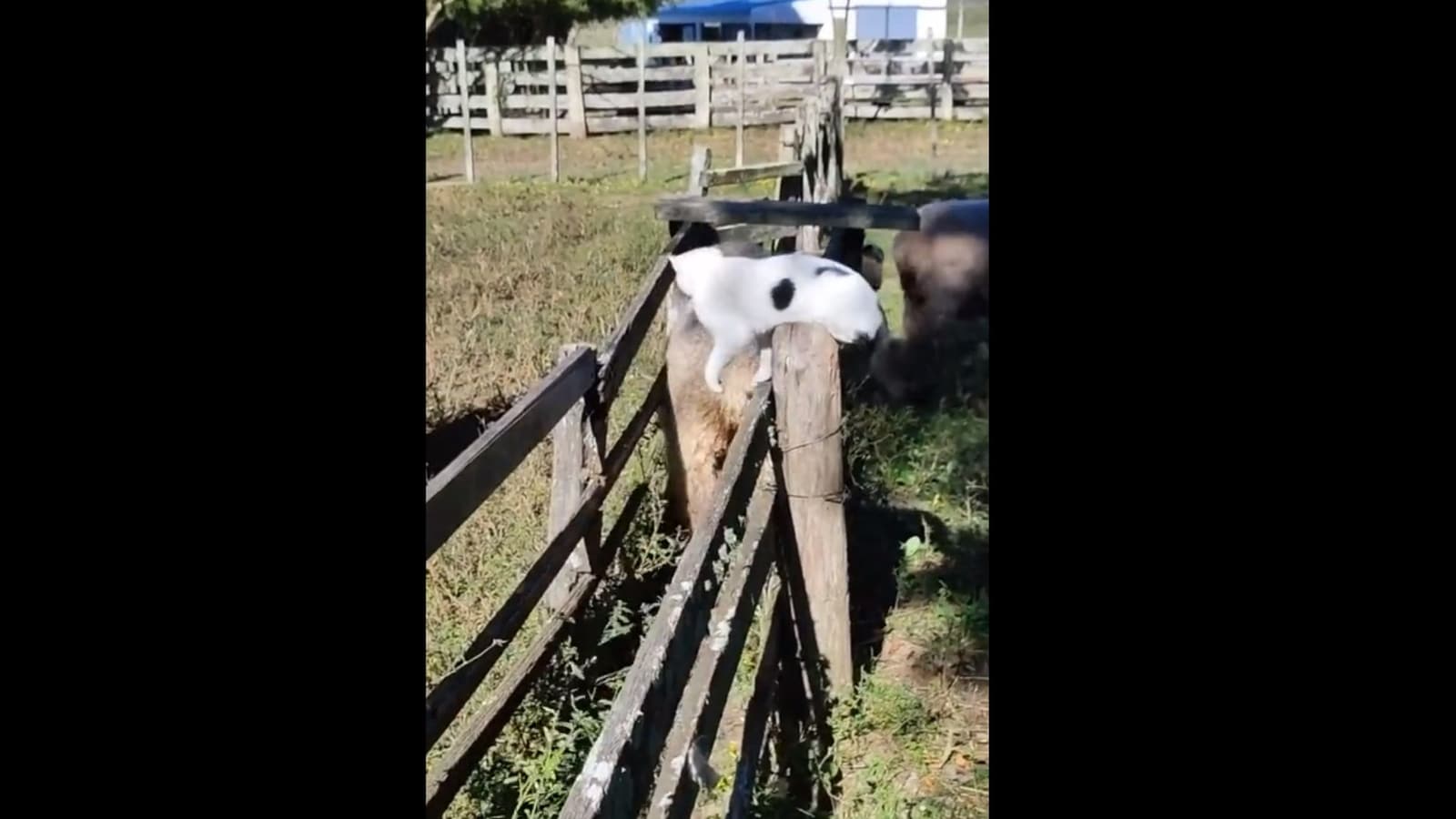 Cat shepherd takes its job seriously, puts ‘paw stamps’ on sheep