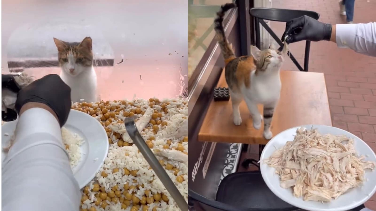 Cat waits patiently as Turkish chef prepares meal for it, video goes viral