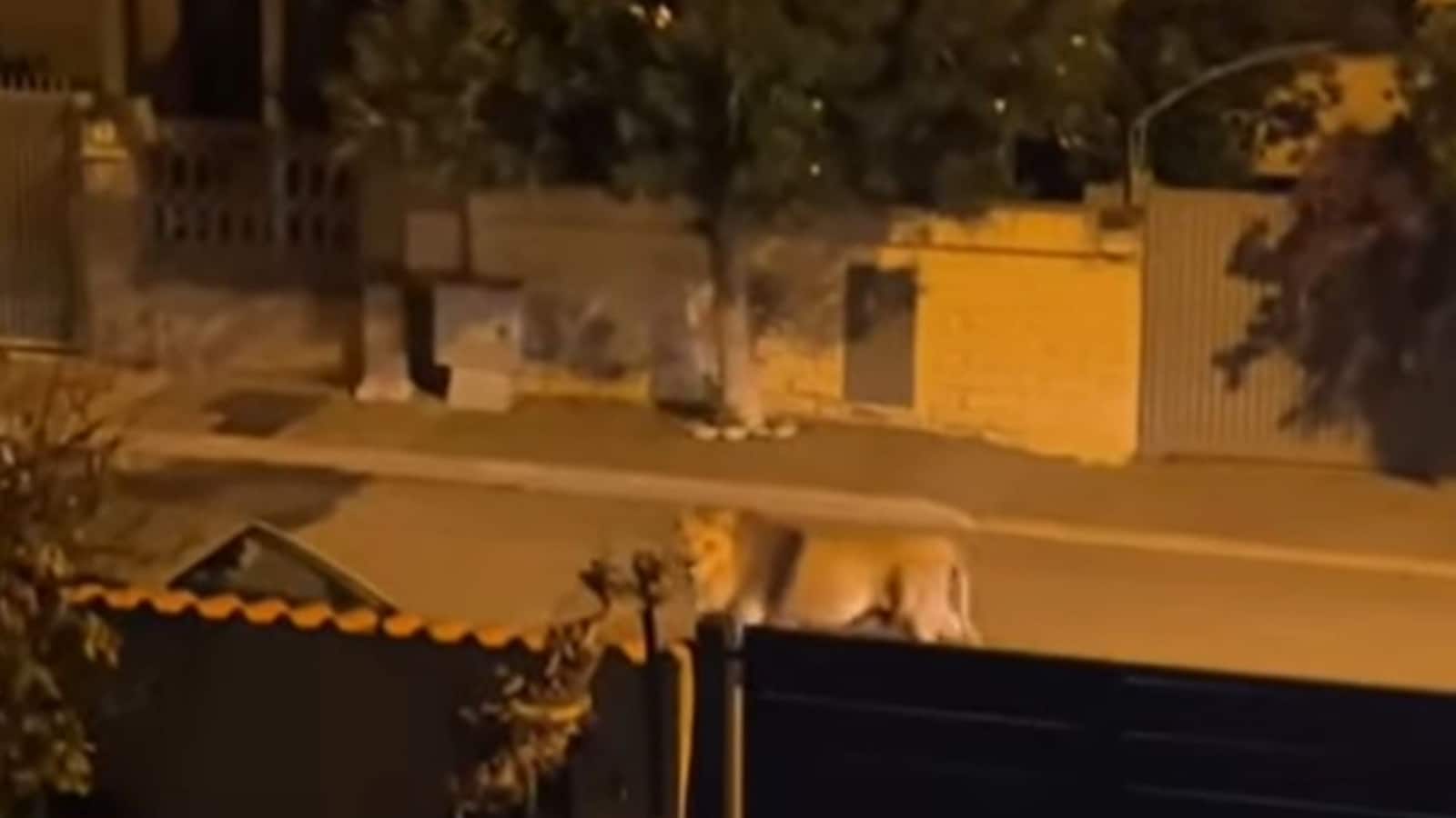 Circus lion roams freely through Italian streets in viral video. Watch