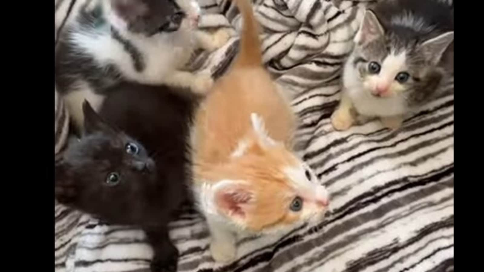 Connecticut man helps rescue 3 kittens from high voltage area