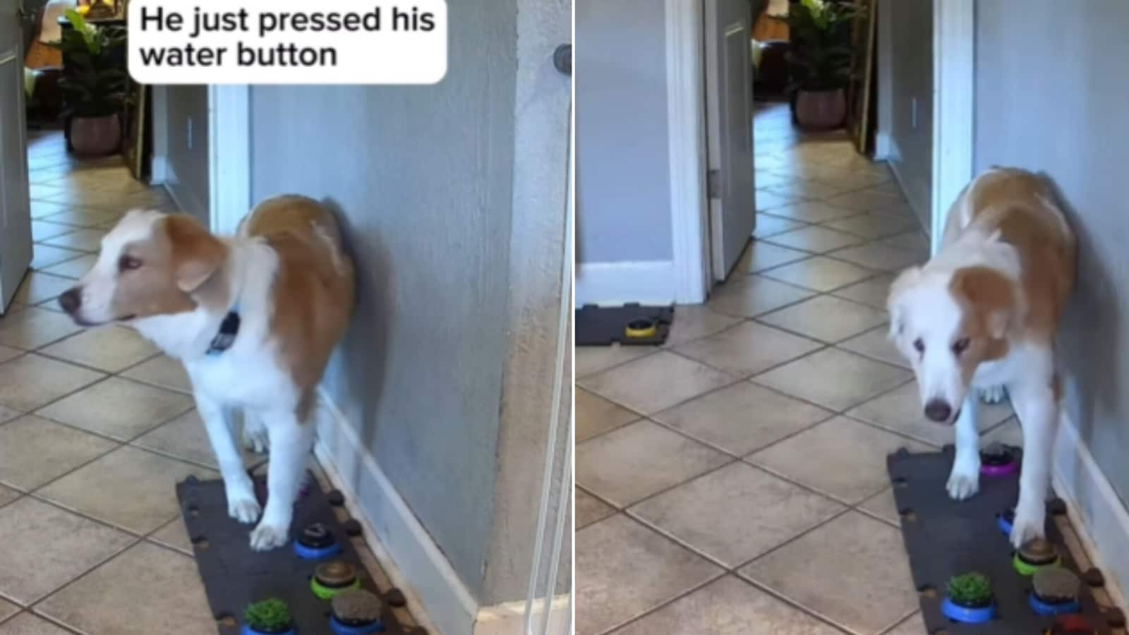 Deaf and blind dog uses sound buttons to call pooch brother to drink water