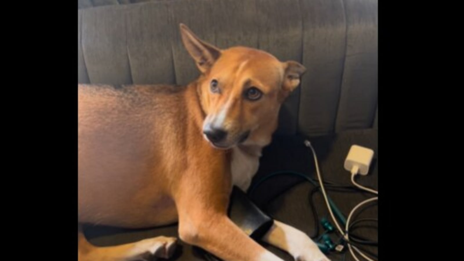 Dog guards dad's wallet, refuses to let anyone touch it. Watch