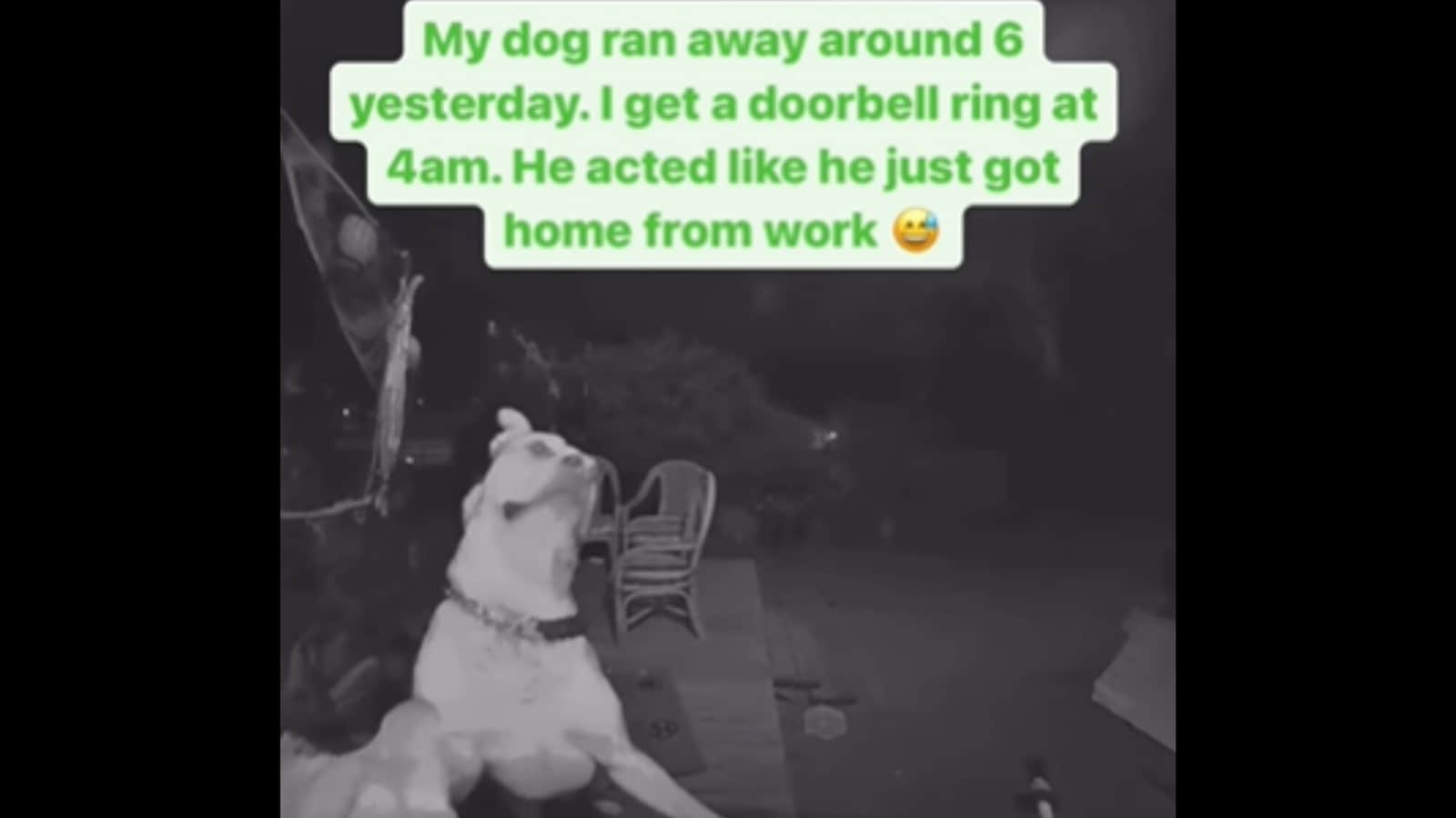 Dog runs away from home, comes back and rings bell like nothing happened