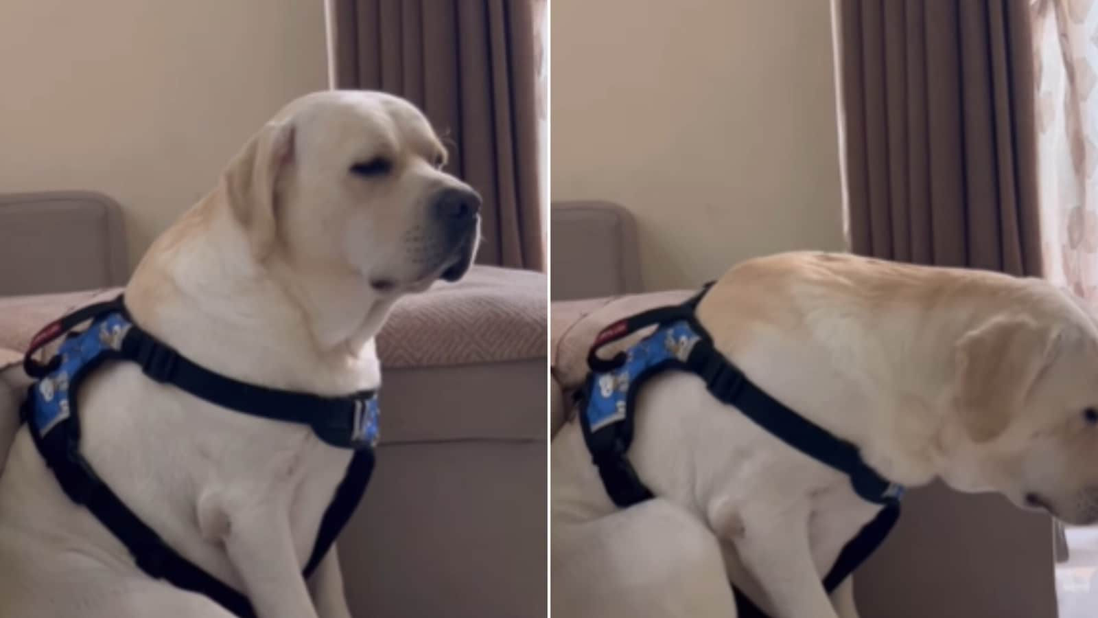 Dog sulks in the corner as pet dad goes out without saying goodbye