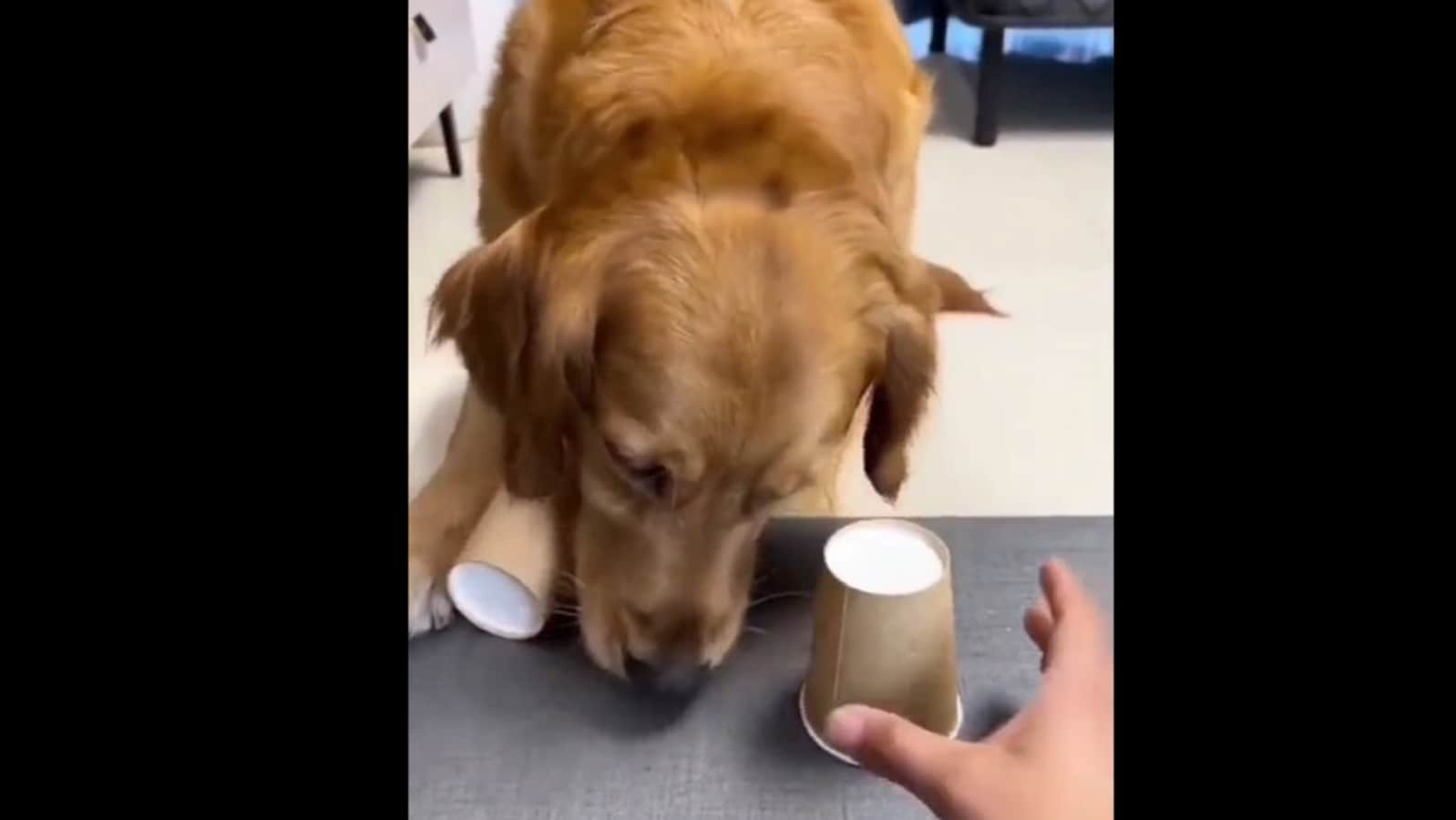 Dog tries to solve a puzzle to win treats. Watch what happens