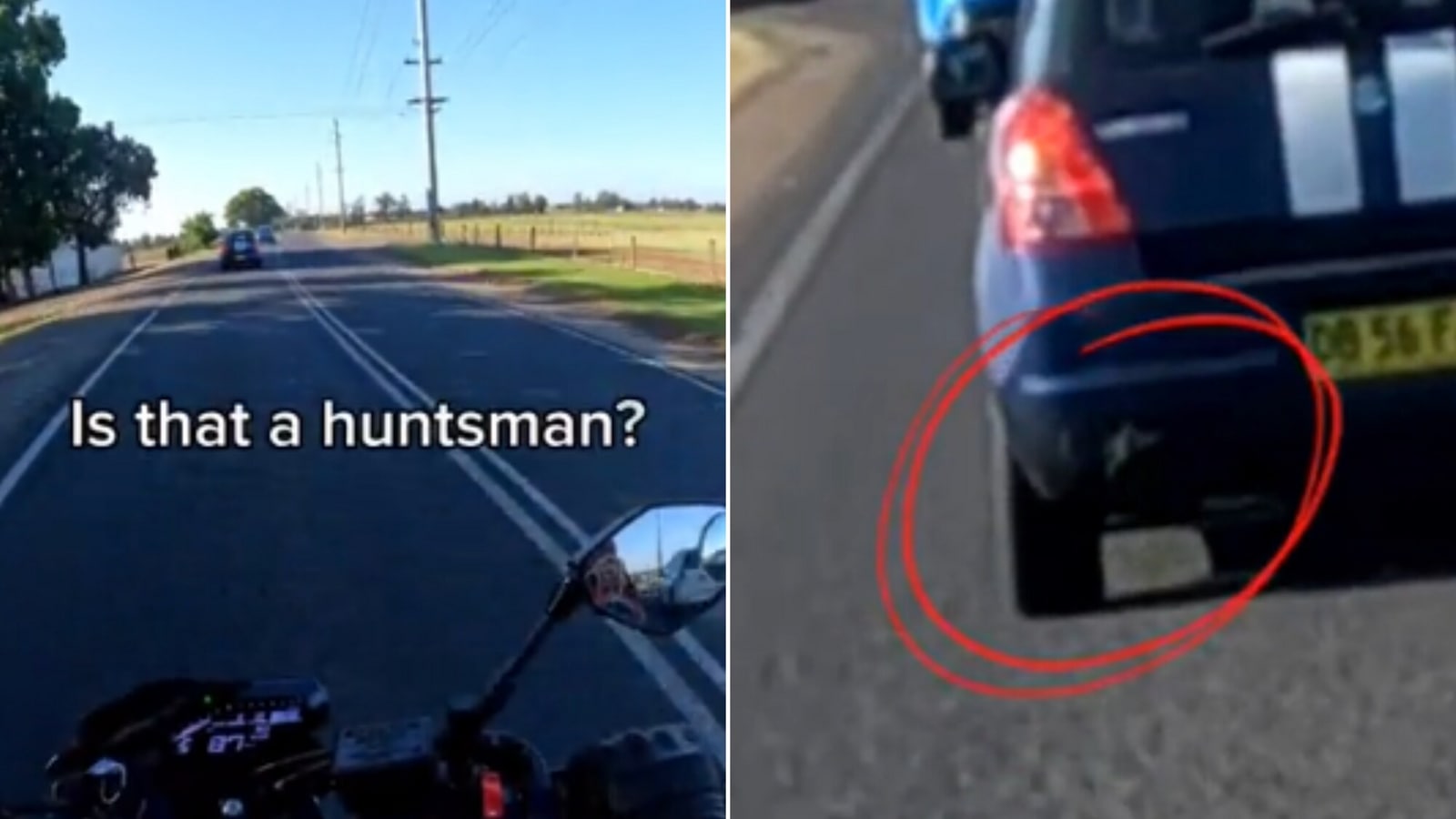 Driver’s nonchalant reaction to finding Huntsman spider on car surprises people