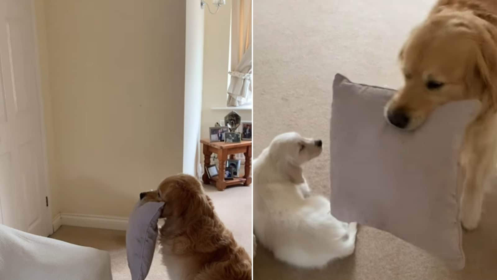 Excited dog tries his best to stay calm while meeting puppy