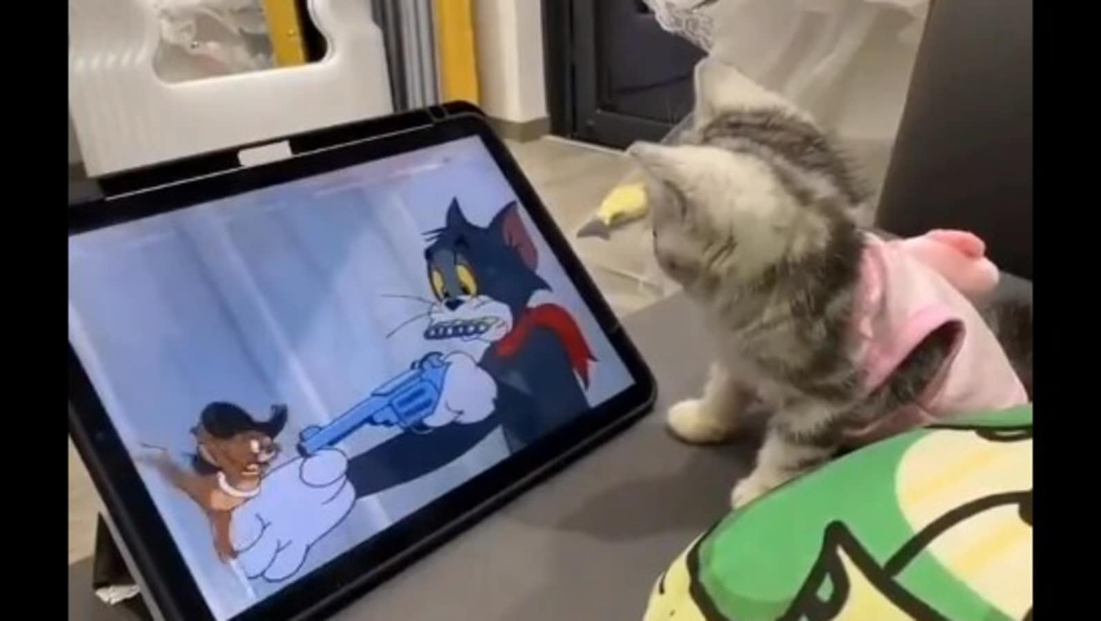 Kitten tries hard to protect Tom from Jerry while watching the show