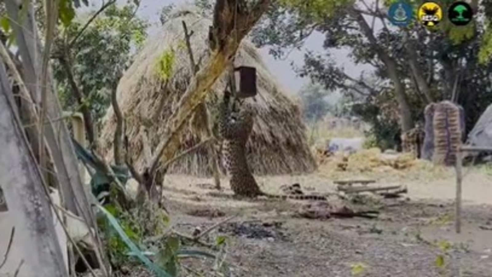 Leopard hangs from tree after getting stuck in wire, Watch how it was rescued