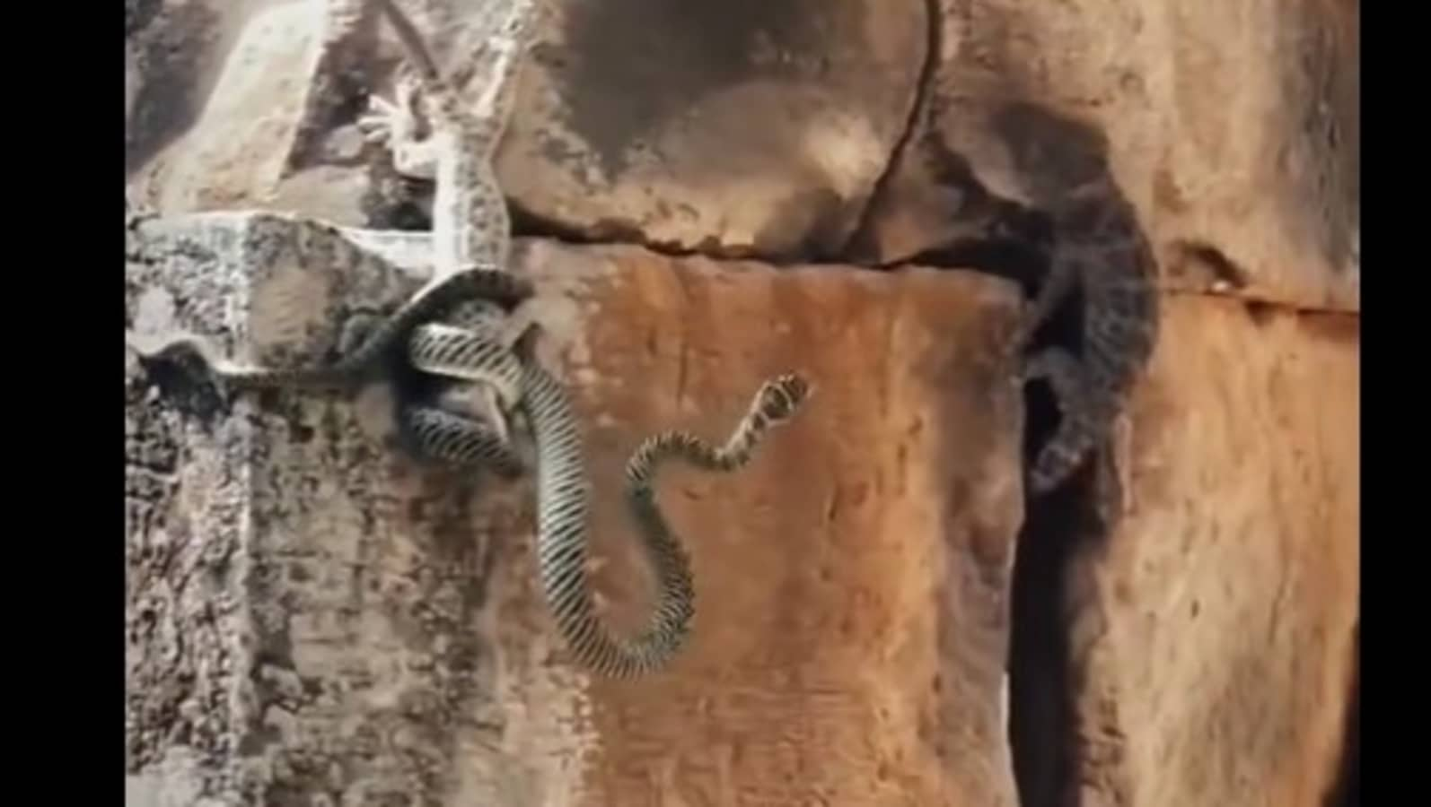 Lizard tries to save its friend from the clutches of a snake. Watch