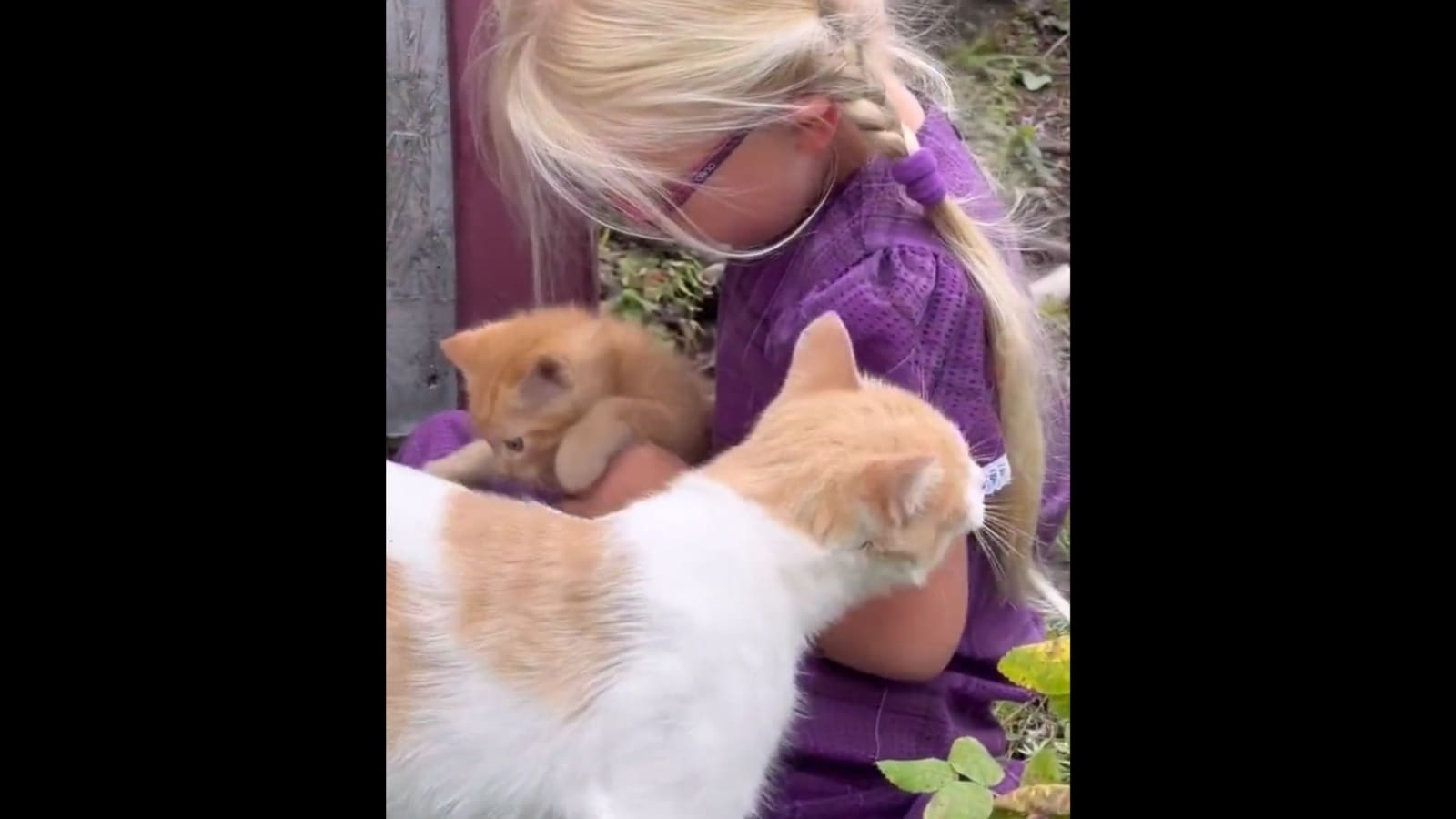 Mama cat introduces kitten to little girl in viral video. Watch