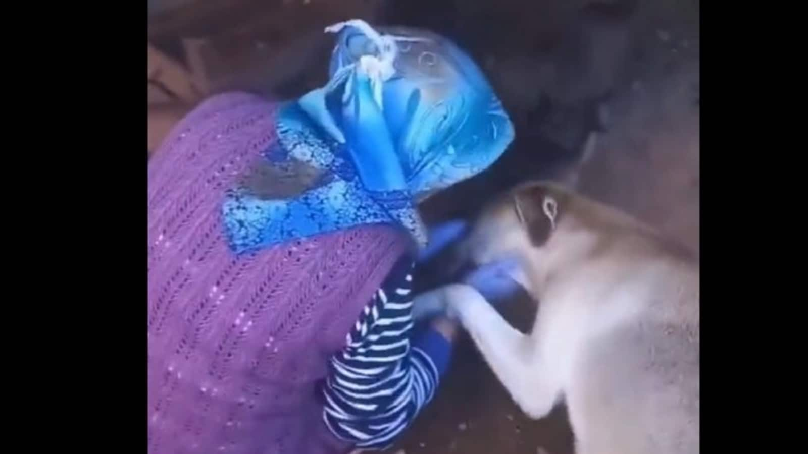 Mama dog adorably thanks woman for feeding her puppies. Watch