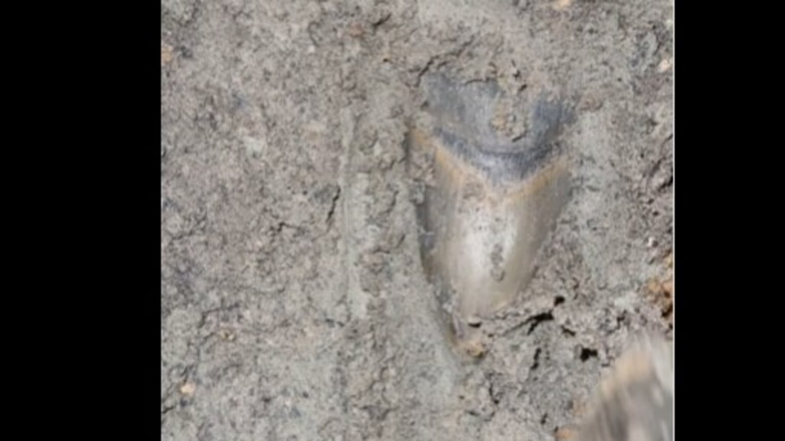 Man discovers rare Megalodon shark tooth buried under mud. Watch