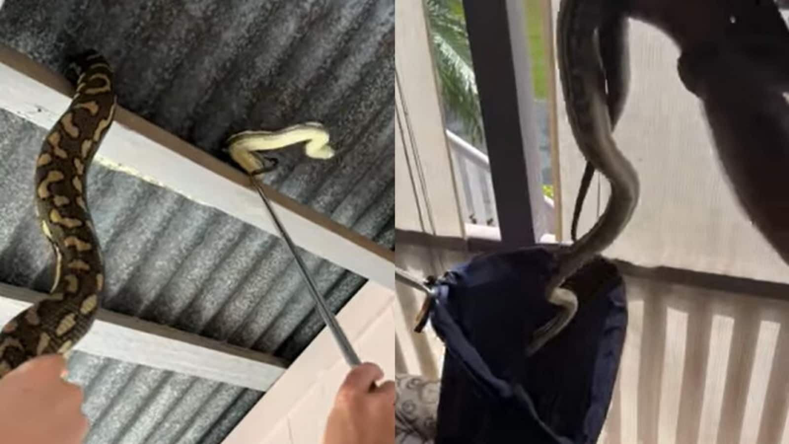 Monstrous python 'waits' for woman at her front door. Watch how it was rescued