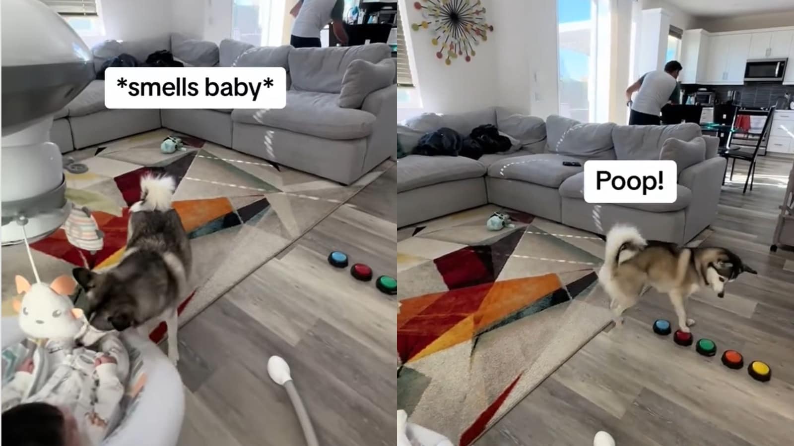 Pomsky dog’s poop detection helps human with diaper duty for baby. Here’s how