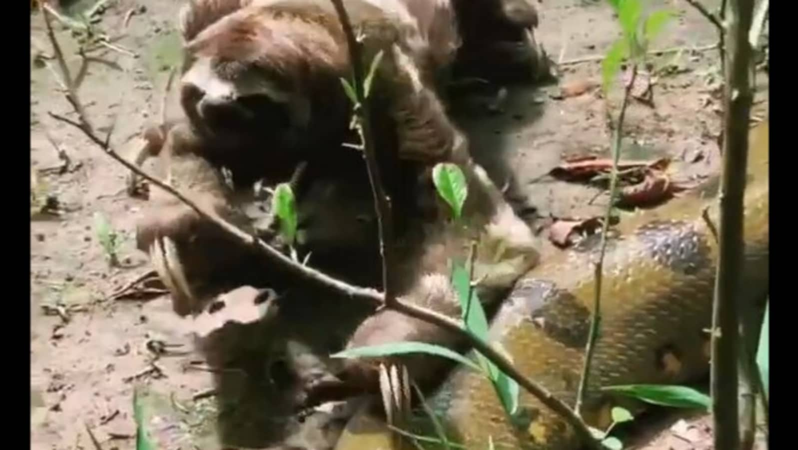 Sloth fearlessly walks past giant anaconda, netizens shocked by its bravery