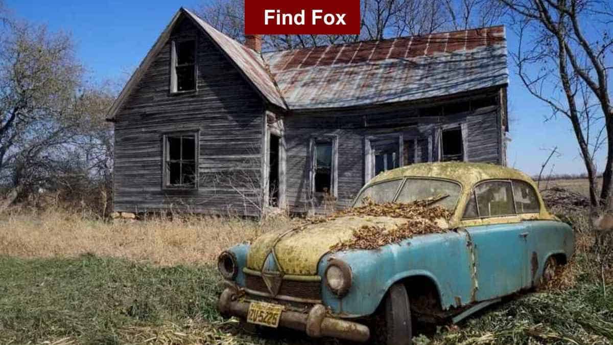 Find Fox in 5 Seconds