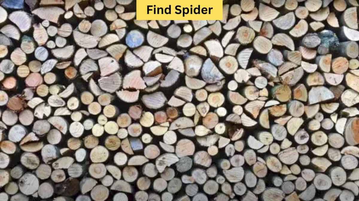 Find spider in wooden logs