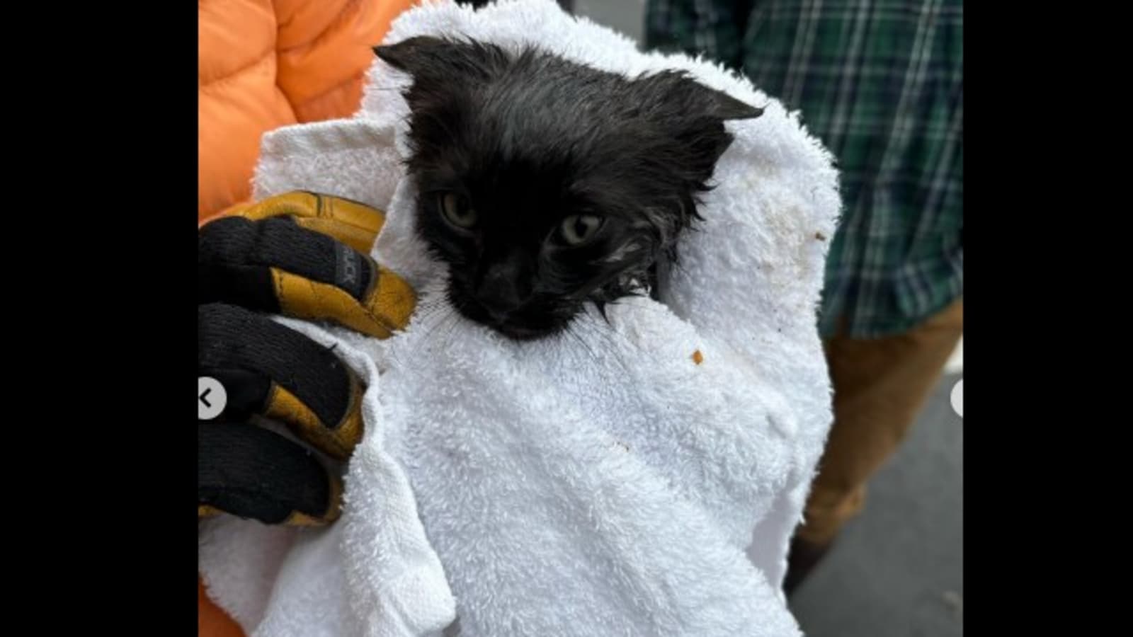 Utah firefighter's 'pawsome' efforts save 2 kittens from a sewer line