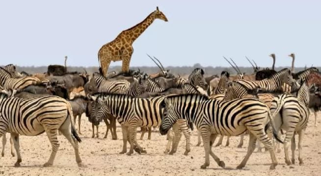 You could have 20/20 vision if you could spot the horse hiding amongst the zebras in just 17 seconds