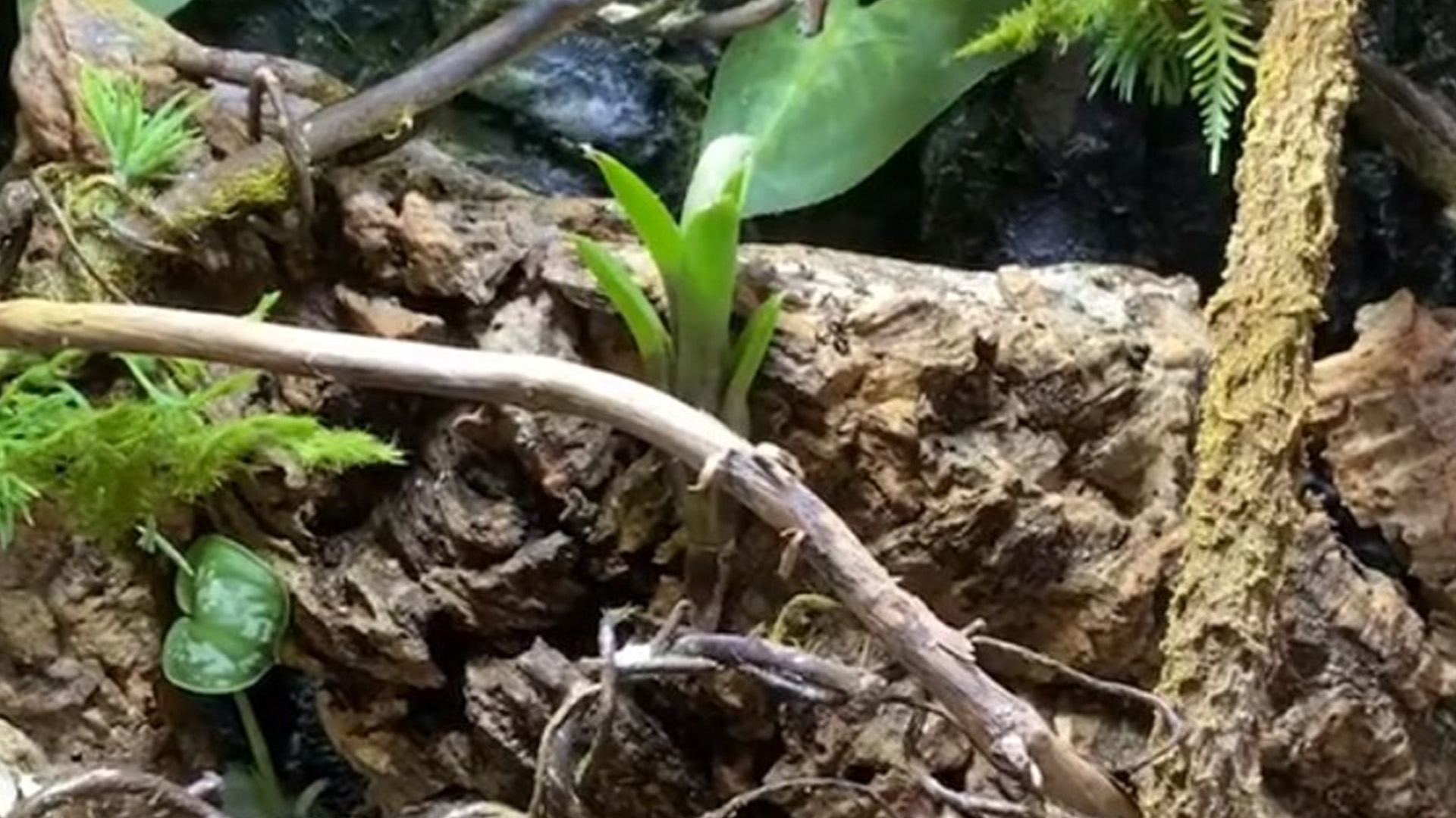 You have 20/20 vision if you can find the expertly-camouflaged gecko in 20 seconds