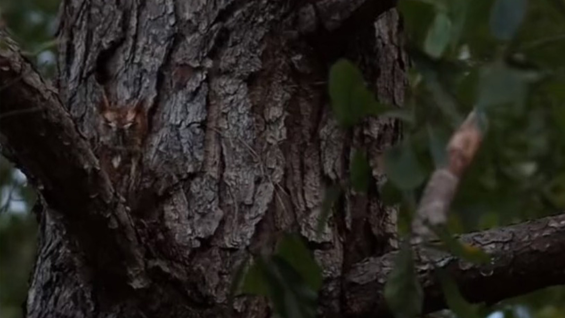 You have 20/20 vision if you can find the hidden screech owl in under 5 seconds