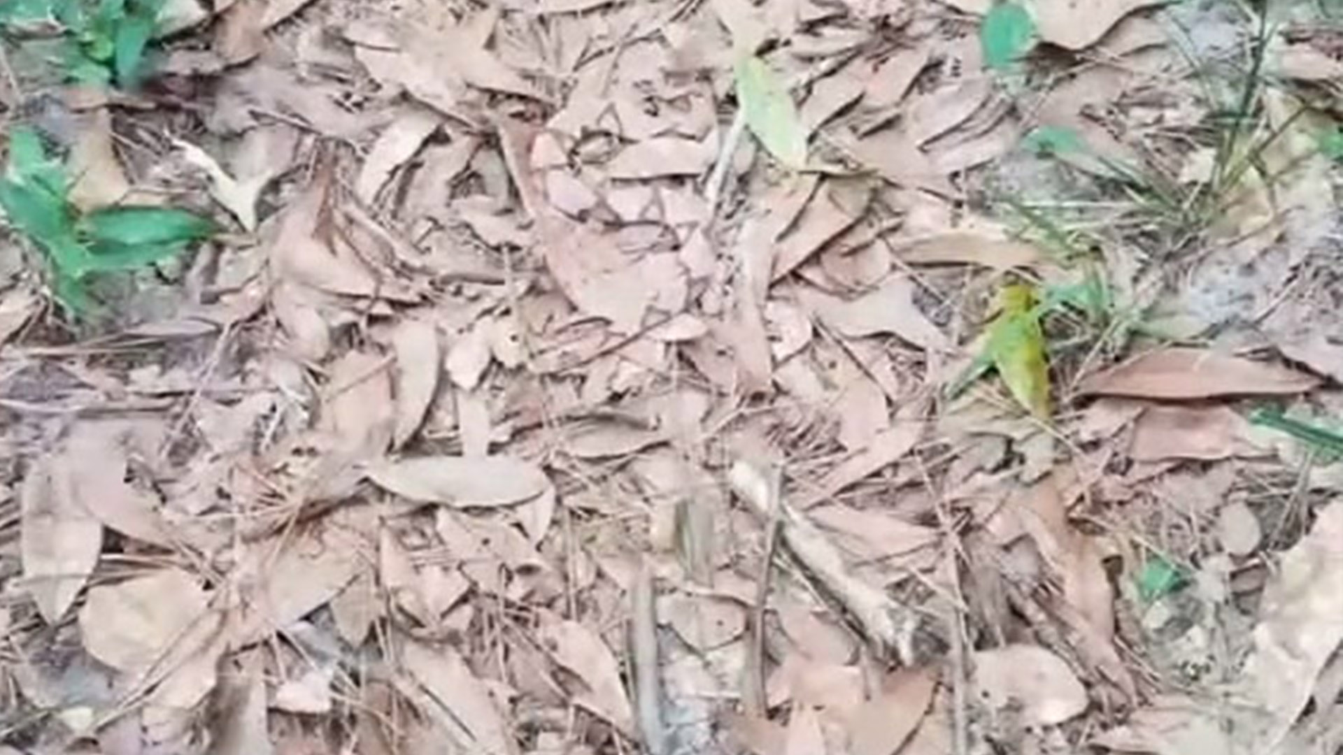 You have 20/20 vision if you can find the snake hidden in the leaves in under 15 seconds