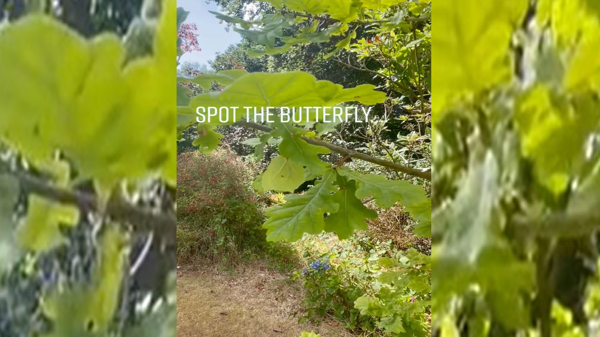 You have 20/20 vision if you can spot the butterfly in five seconds - before he flies away