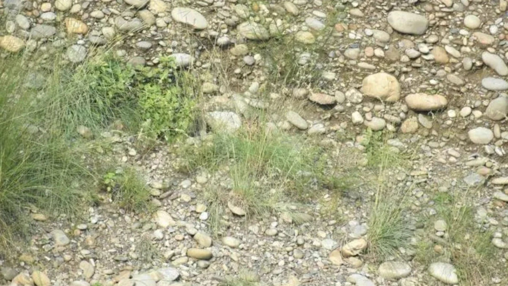 You have 20/20 vision if you can spot the camouflaged owl in under five seconds