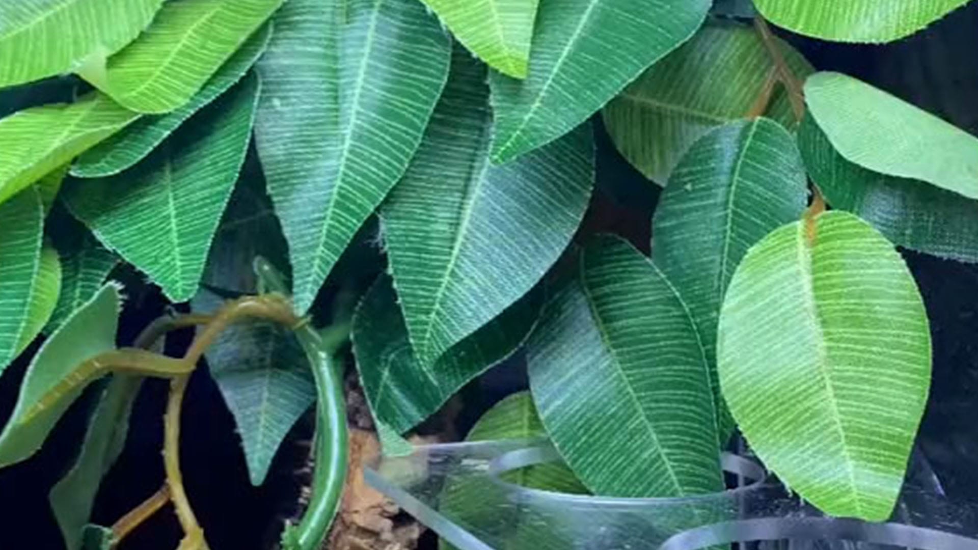 You have 20/20 vision if you can spot the gecko hiding in the shrub in under five seconds before the leaves move