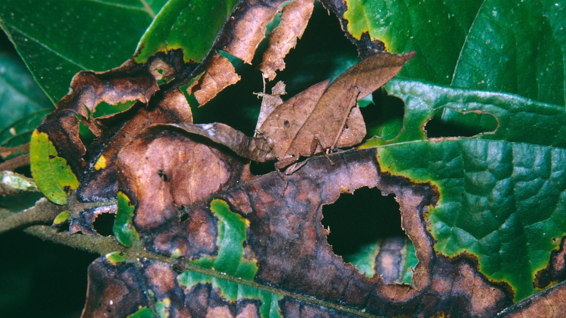 You have 20/20 vision if you can spot the grasshopper hidden among the leaves in 5 seconds