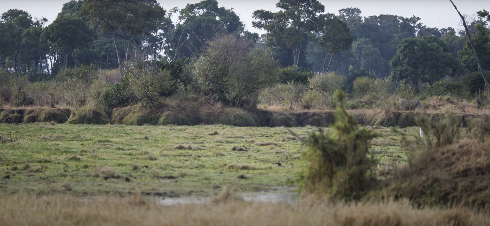 You have 20/20 vision if you can spot the lion ready to pounce in under 60 seconds… there’s an easier animal to spot too