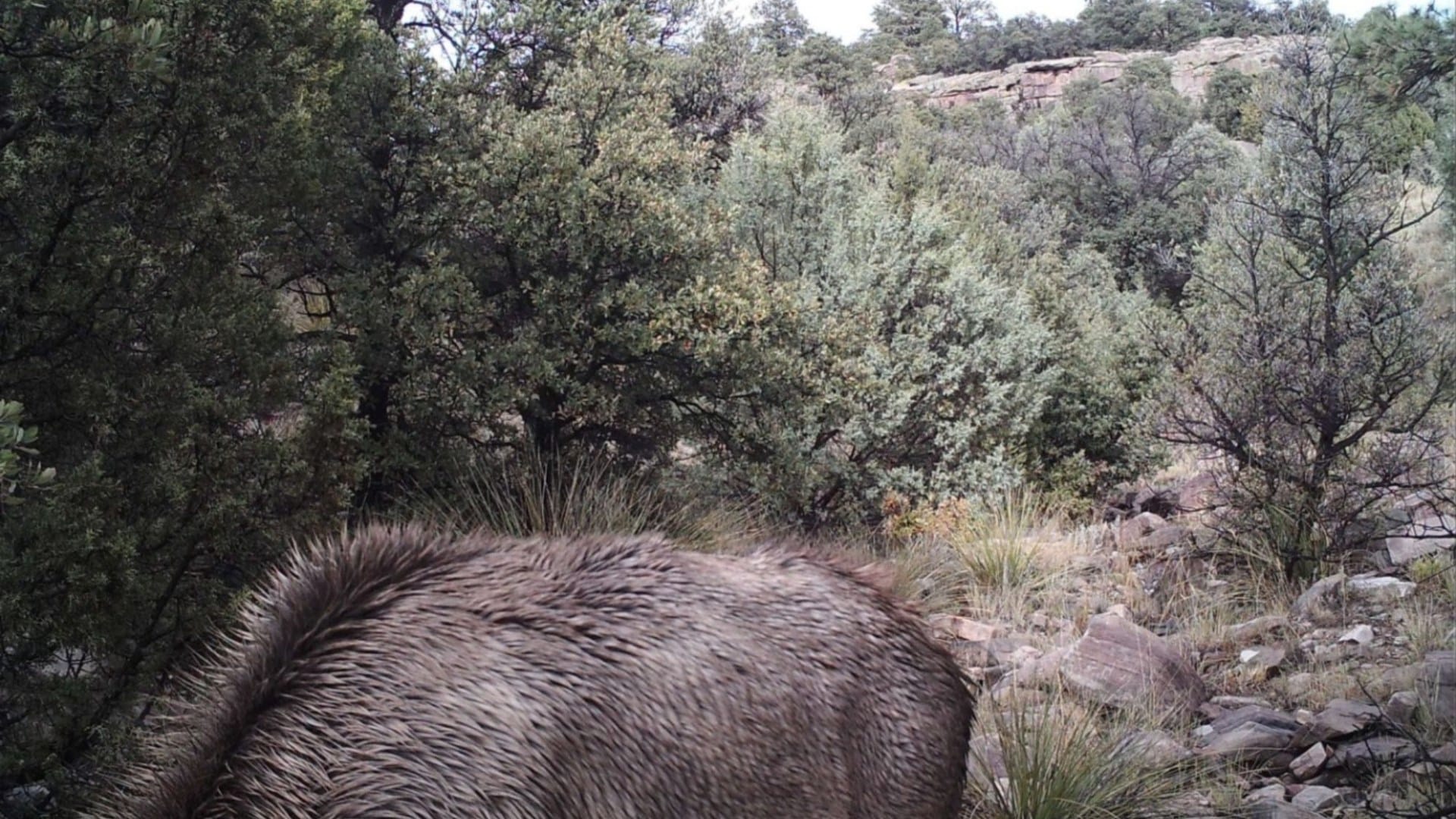 You have 20/20 vision if you can spot the mountain lion stalking the elk in 30 seconds