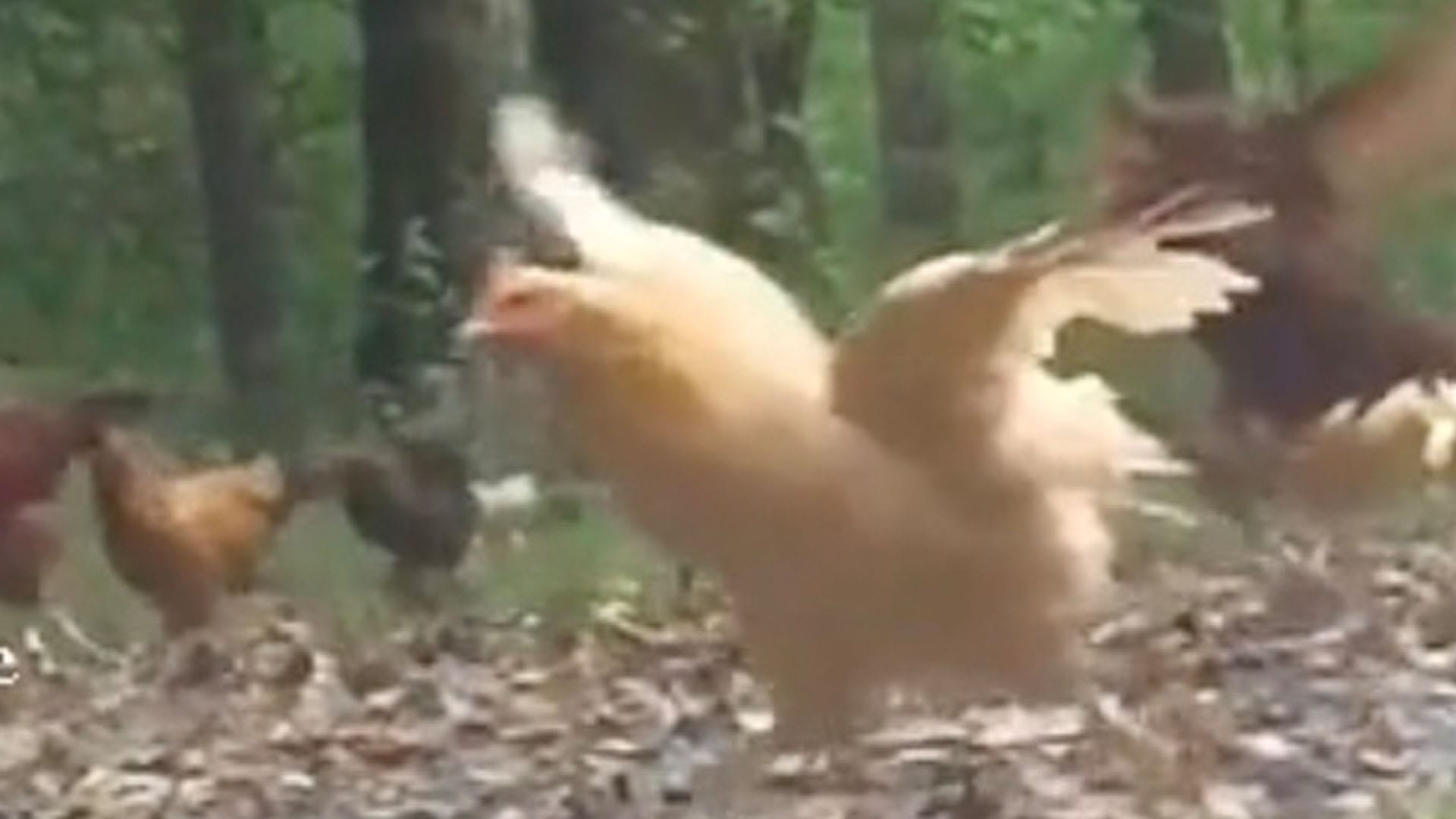 You have 20/20 vision if you can spot the predator chasing the chickens in less than 15 seconds