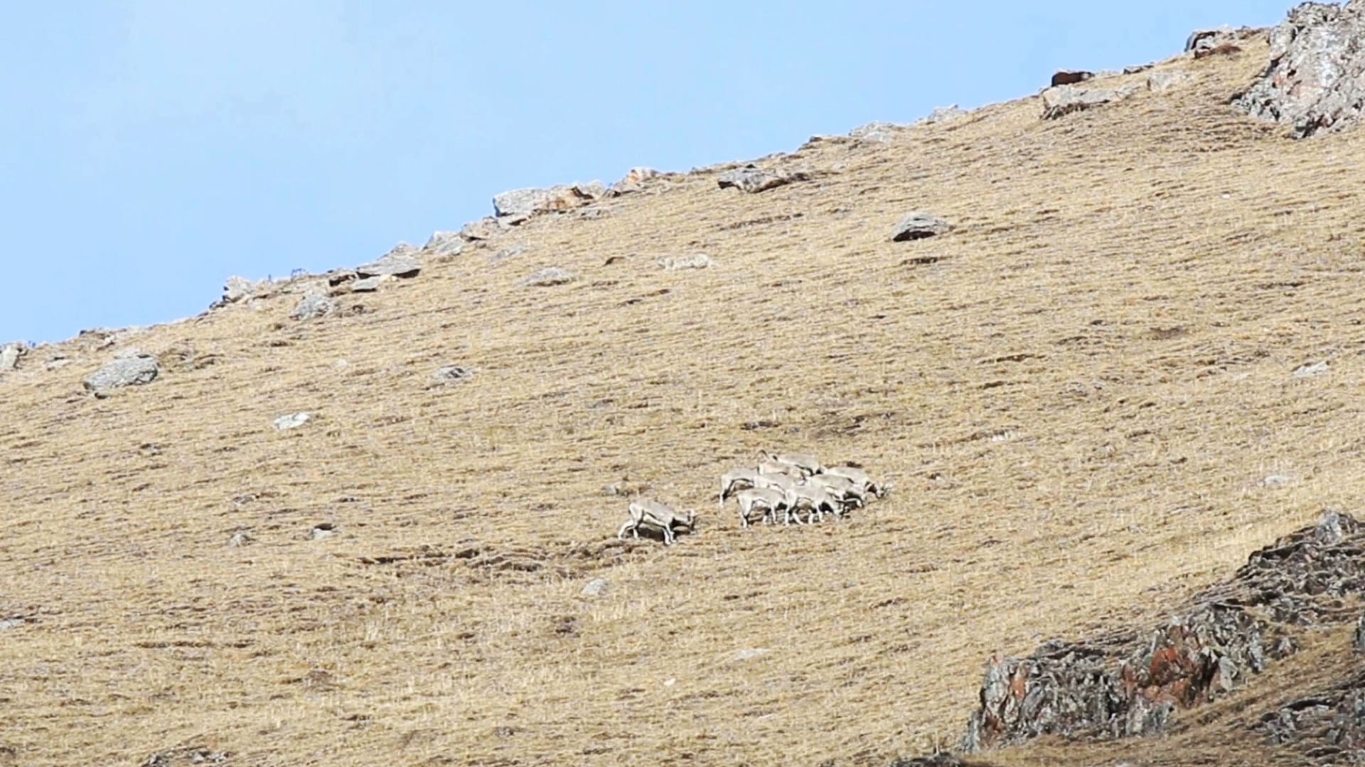 You have 20/20 vision if you can spot the stealthy snow leopard stalking the mountains for prey