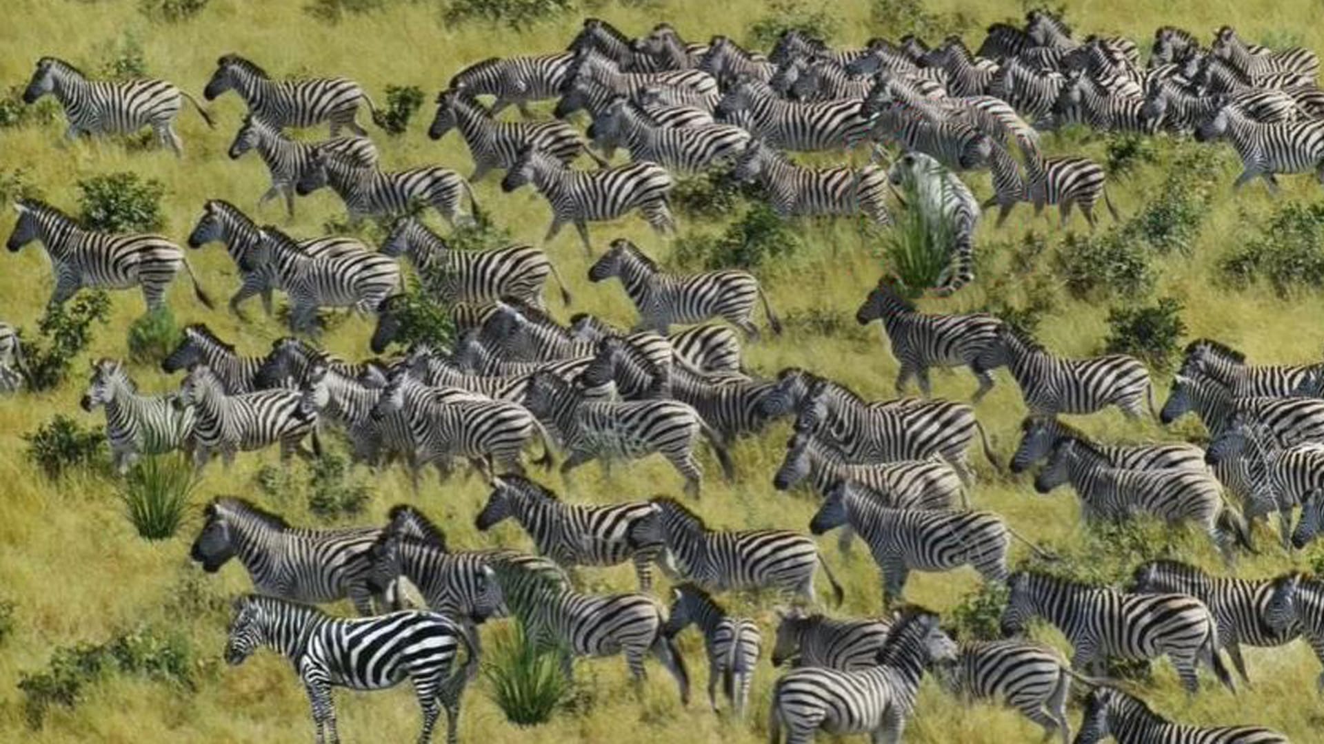 You have 20/20 vision if you can spot the tiger hiding in a herd of zebras in under ten seconds