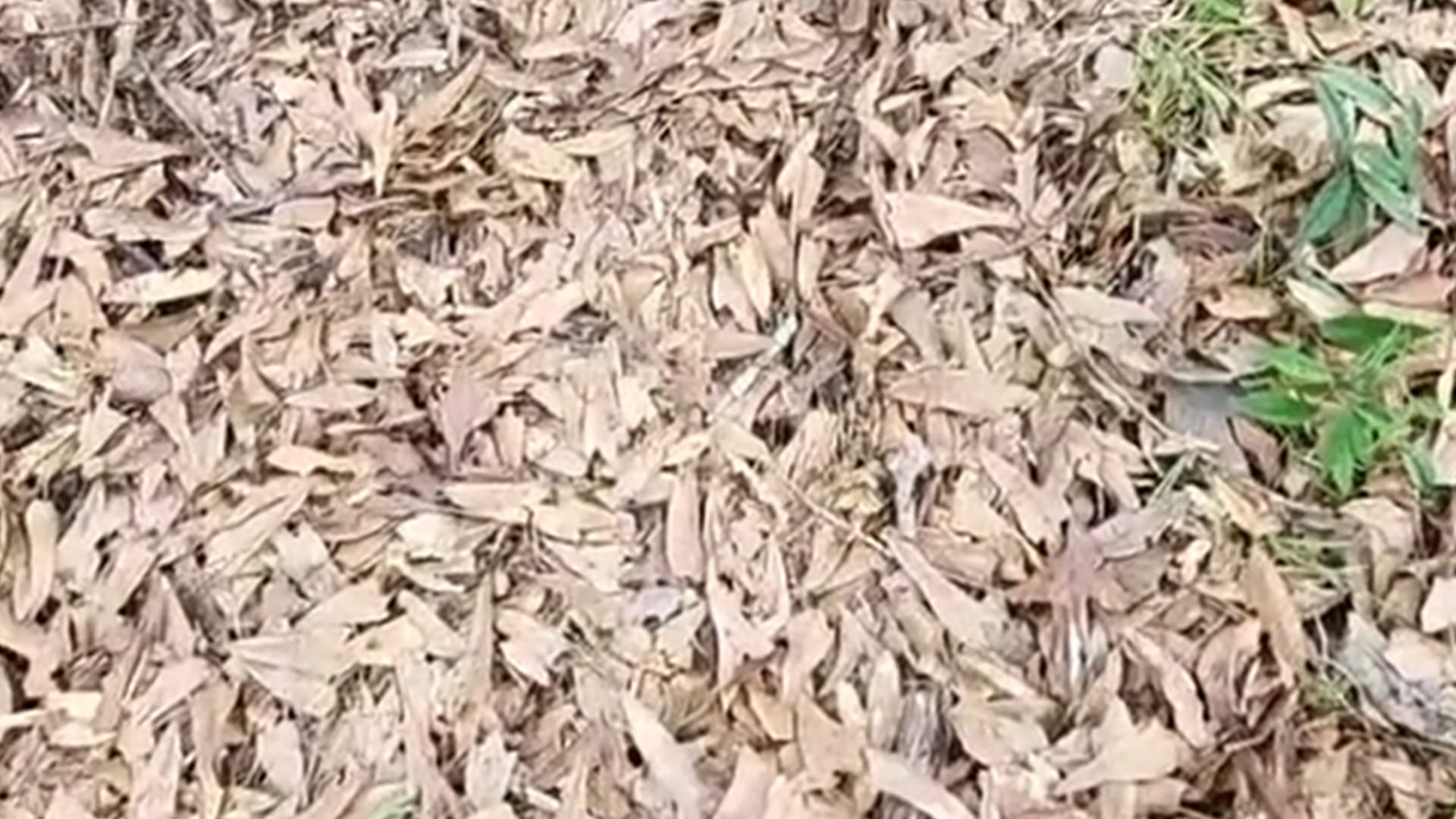 You have 20/20 vision if you can spot the venomous snake in the pile of leaves - as expert warns to always wear shoes