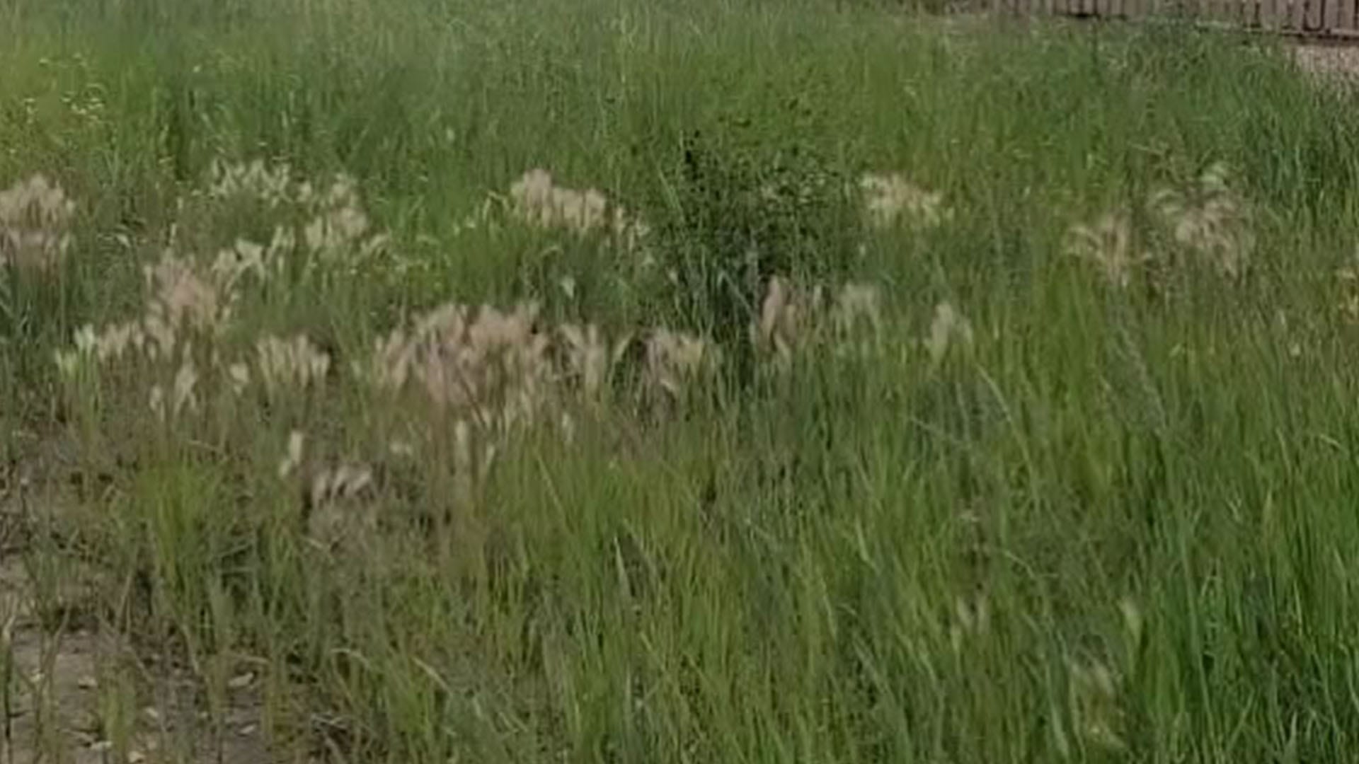 You have 20/20 vision if you can spot the wolf hiding in the long grass in less than three seconds