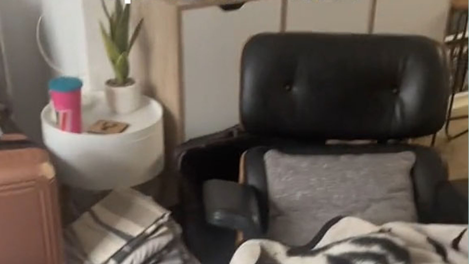 You have 20/20 vision if you can spot the ‘camo cat’ hidden in the living room